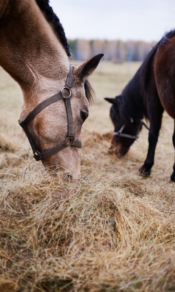 Two Horses Eating Dry Grass Fodder Vertical shot of two beautiful domestic horses eating dry grass fodder in field