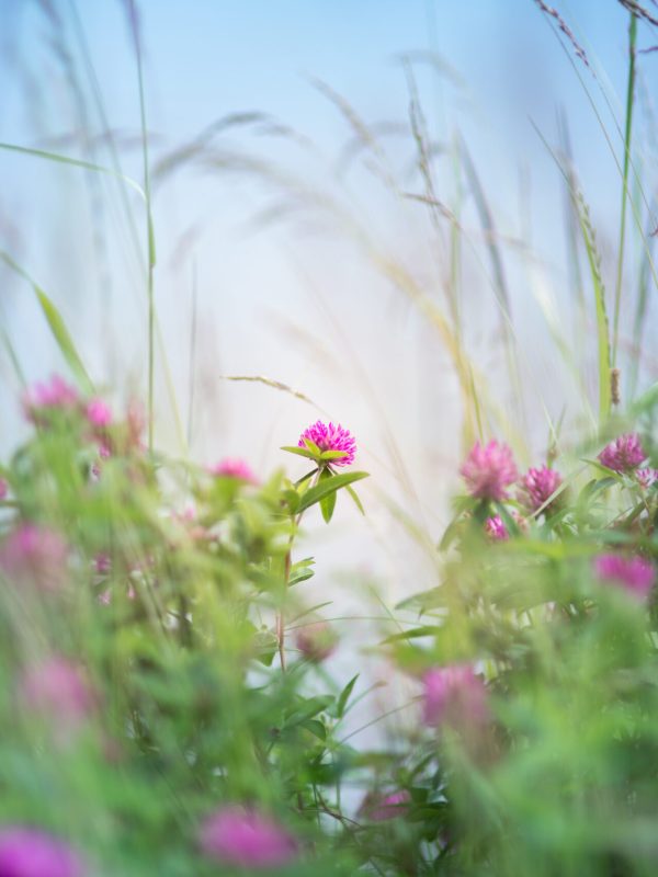 Blooming clover field with a blue background.